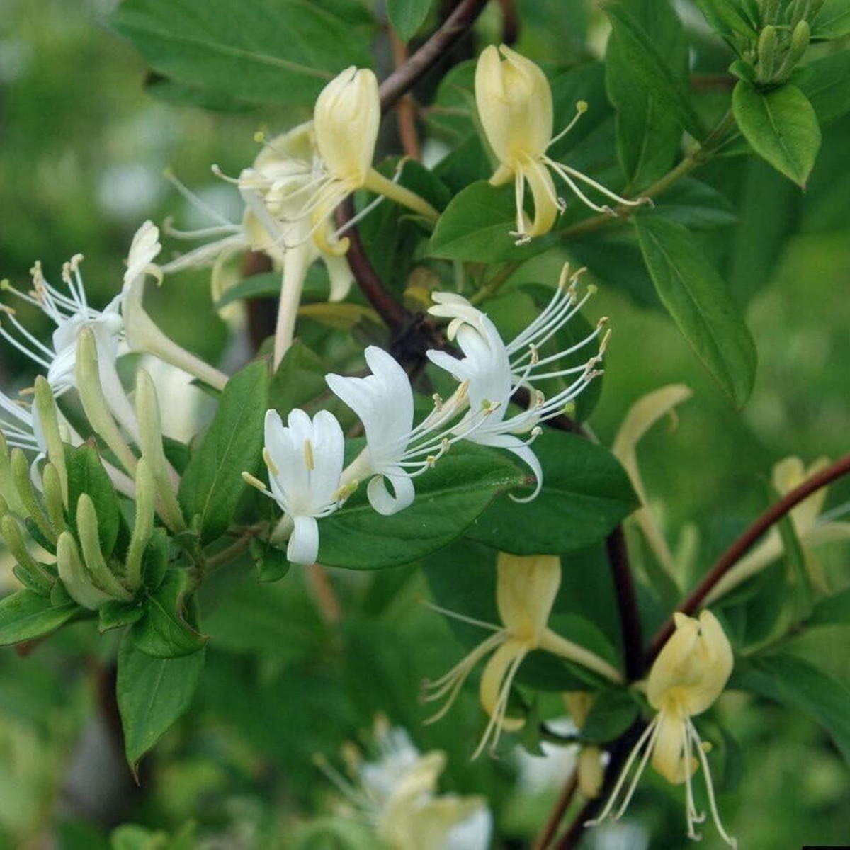 White Heirloom Cape Honeysuckle Flower Non Gmo Elegant Blooms Planting Flower Seeds Home