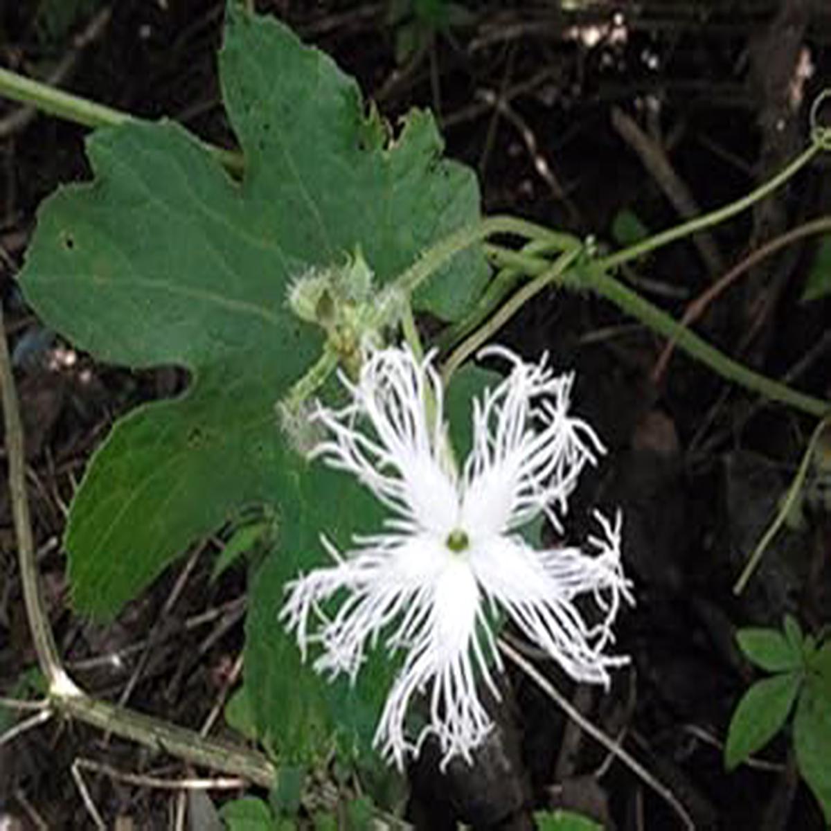 White Trichosanthes Cucumerina Seeds for Planting Heirloom Non-GMO Organic Garden Seeds, High Germination