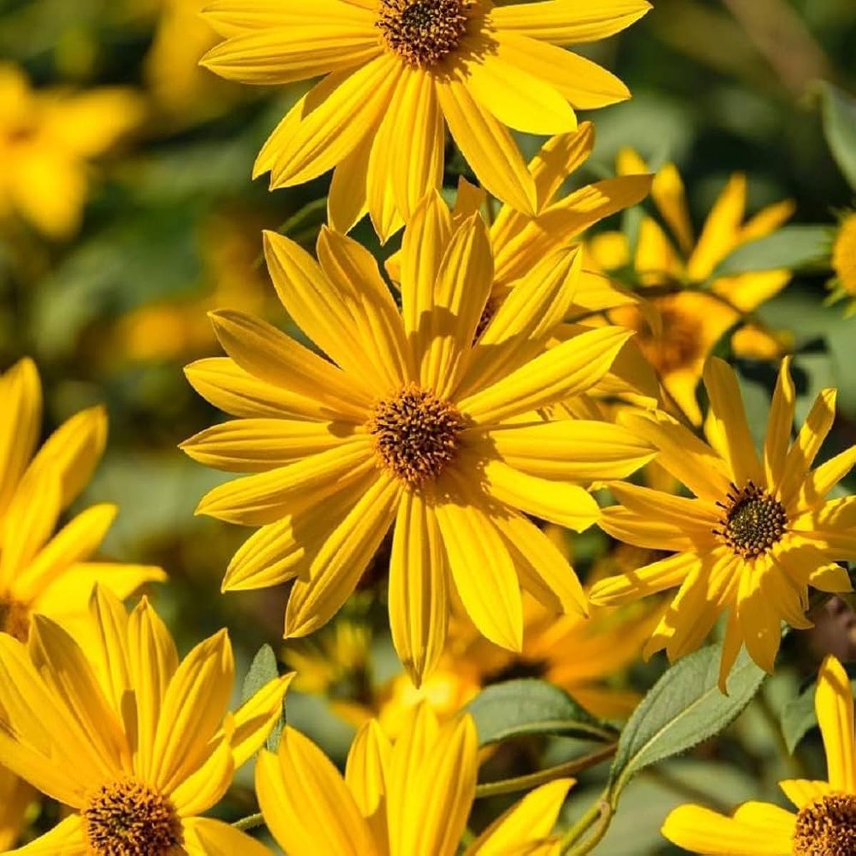 Yellow Maximilian Sunflower Seeds for Planting Heirloom, Non-GMO, Perennial Pollinator-Friendly Blooms