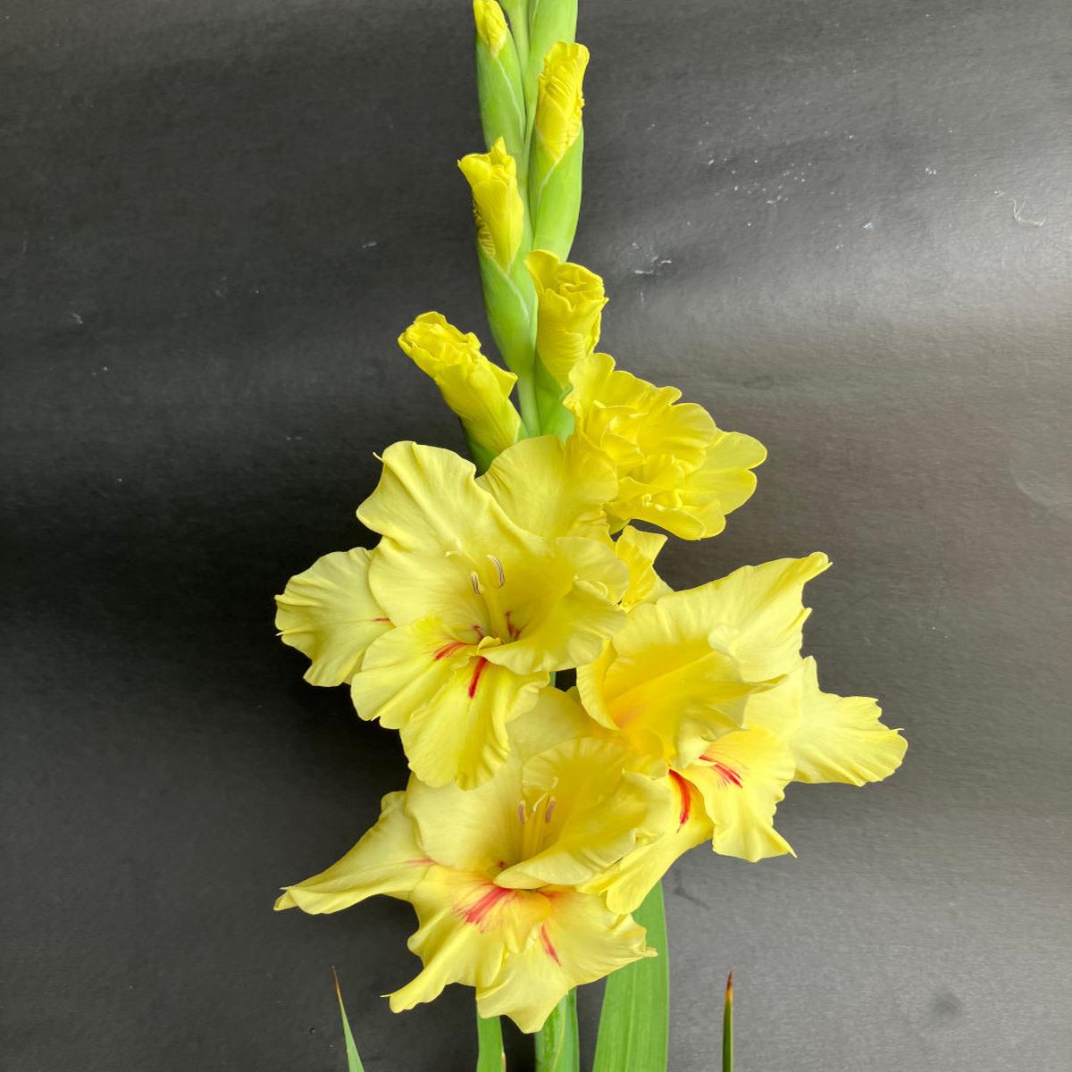 Yellow White Gladiolus Flower Seeds for Planting  Compact Growth, Heirloom & Non-GMO Home Garden Seeds
