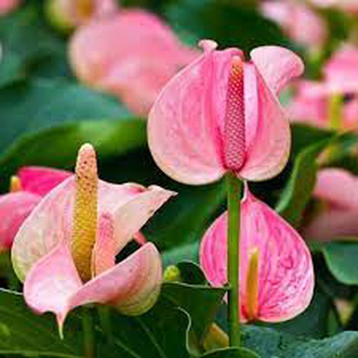 Anthurium Andraeanum Flower Seeds for Planting Baby Pink Blooms Heirloom, Non-GMO, High Germination