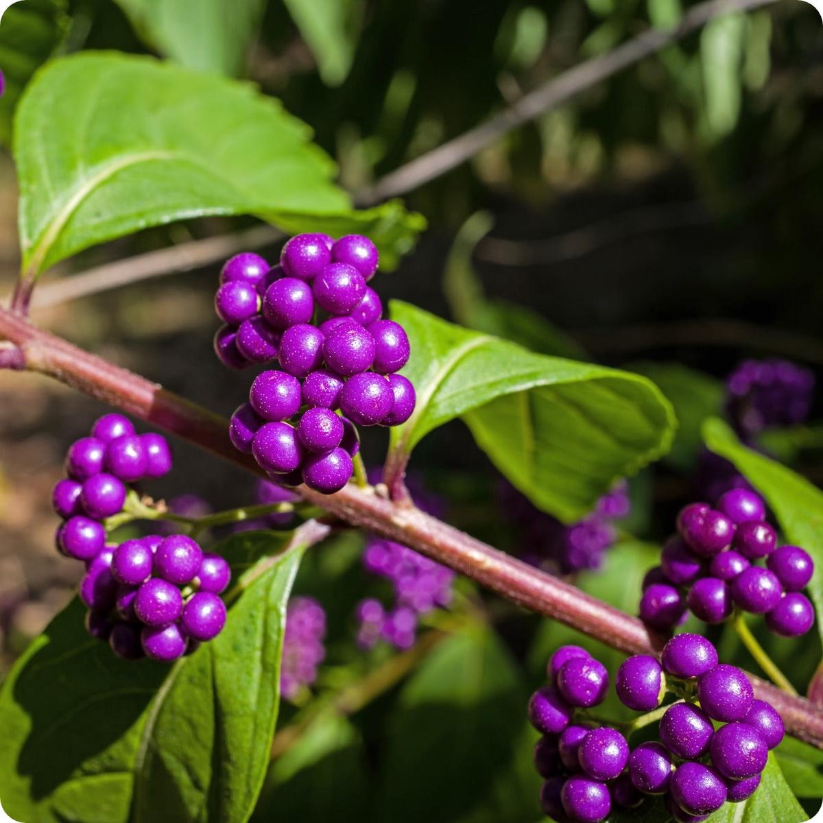 Beautyberry Seeds - American