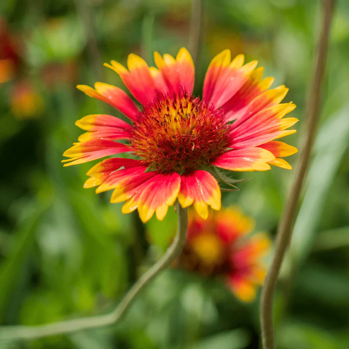 Blanket Flower Seeds for Planting Heirloom, Non-GMO, Easy to Grow, Pollinator-Friendly, Perennial