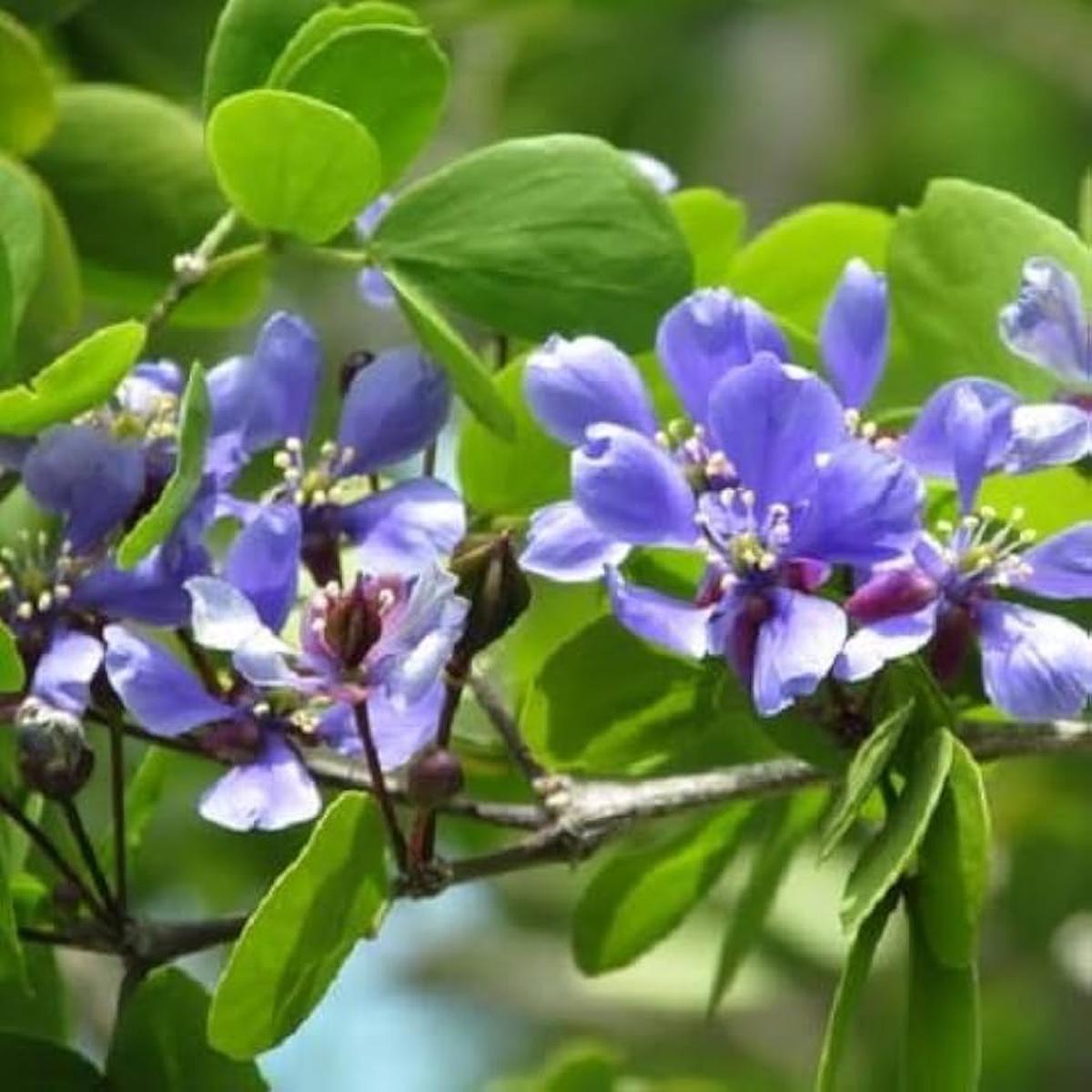 Blue Lignum Vitae Flower seeds for Planting - Premium Quality, Heirloom & GMO Free Seeds for Home Garden