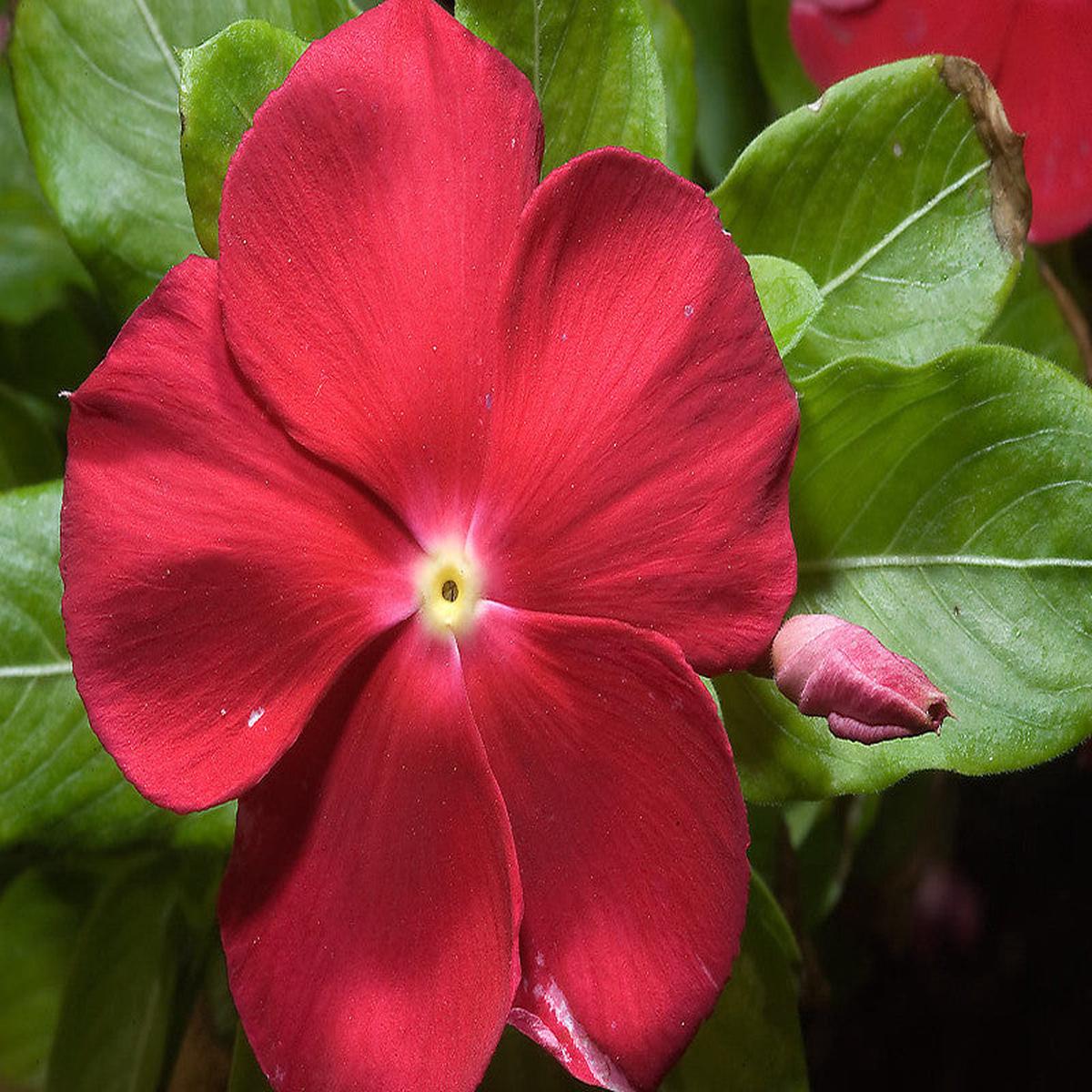 Vinca Red- Flower Seeds