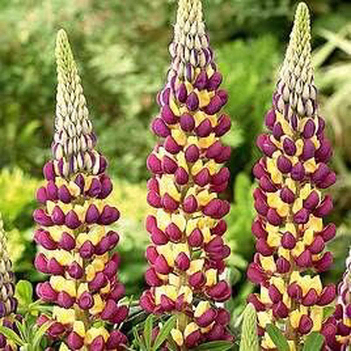 Violet Yellow Lupine Flower seeds for Planting Pollinator Friendly Heirloom & GMO Free Seeds for Home Garden Sale