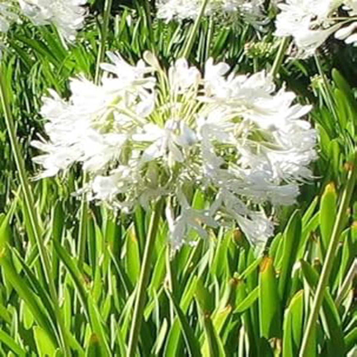White Agapanthus Flower seeds for Planting - Cottage Garden Essential, Heirloom & GMO Free Seeds for Home Garden