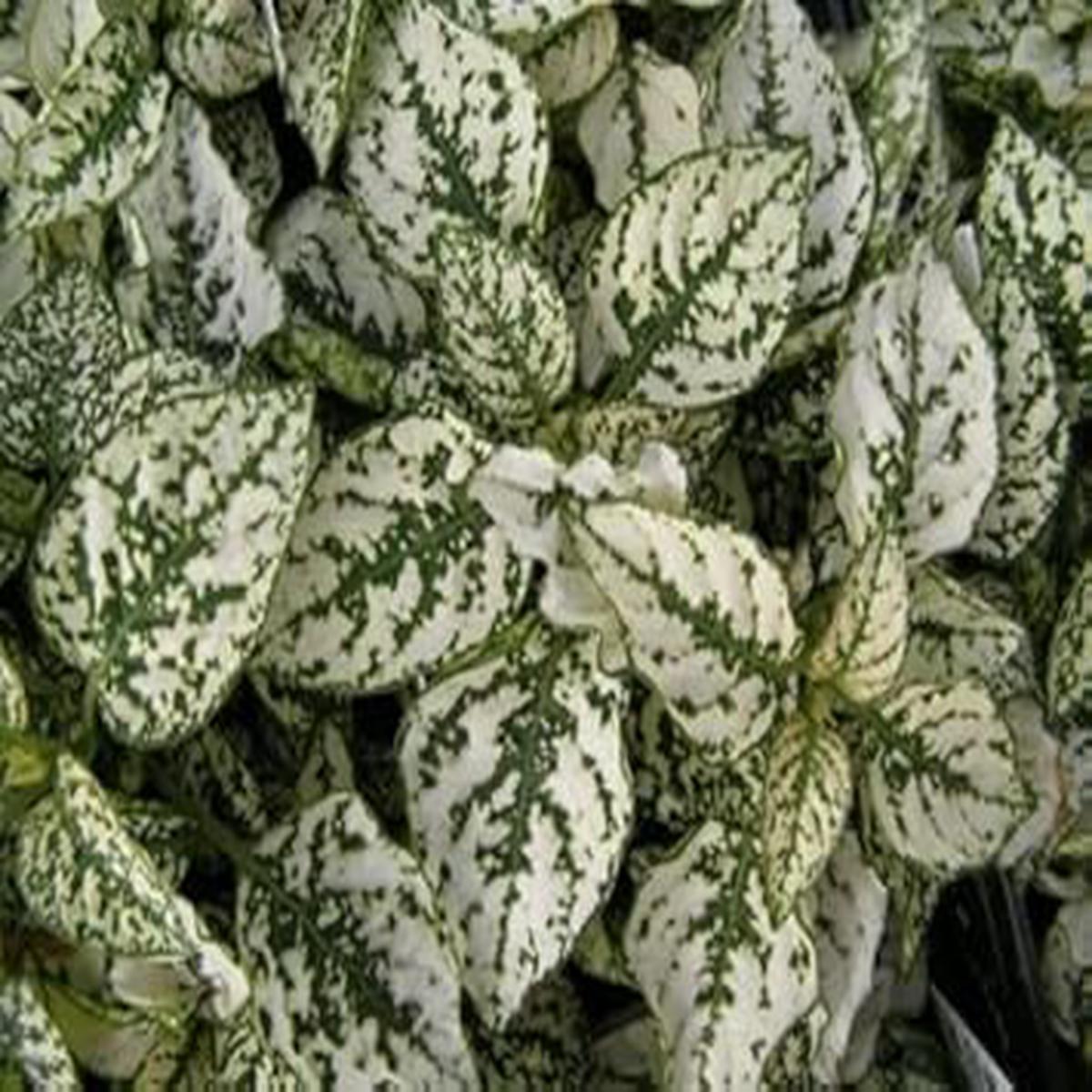White Green Hypoestes Polka Plant Seeds for Planting - 100 pcs