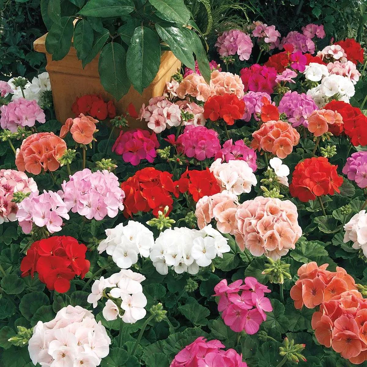 White Mix Pelargonium Flower Seeds for Planting Heirloom, Non-GMO, High Germination Variety