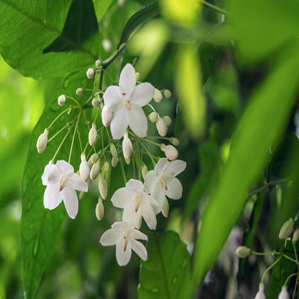 White Mok Flower seeds for Planting - Hardy Variety, Heirloom & GMO Free Seeds for Home Garden