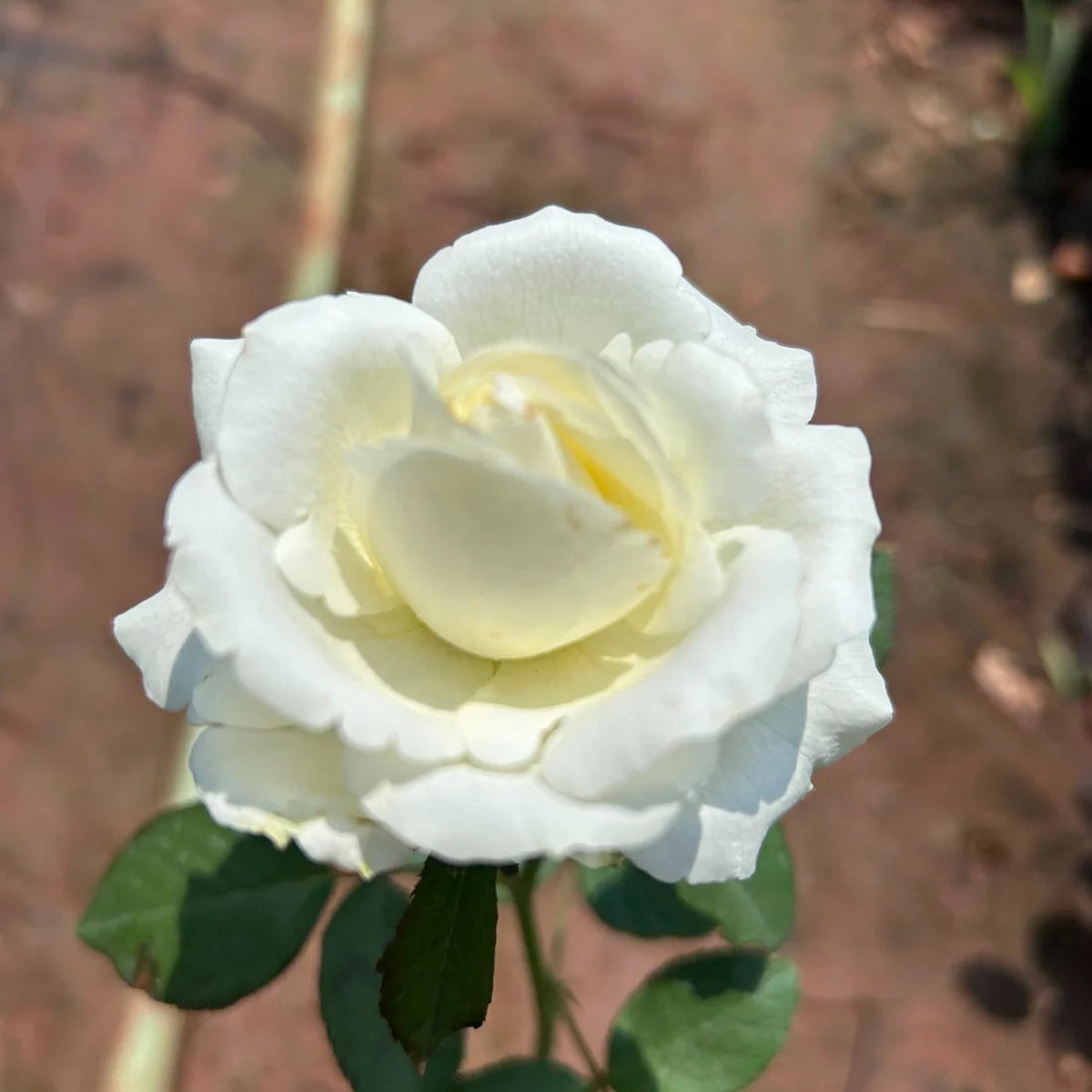 White Rose Heirloom Non Gmo For Planting Flower Seeds for Home Garden Planting, Landscape Organic