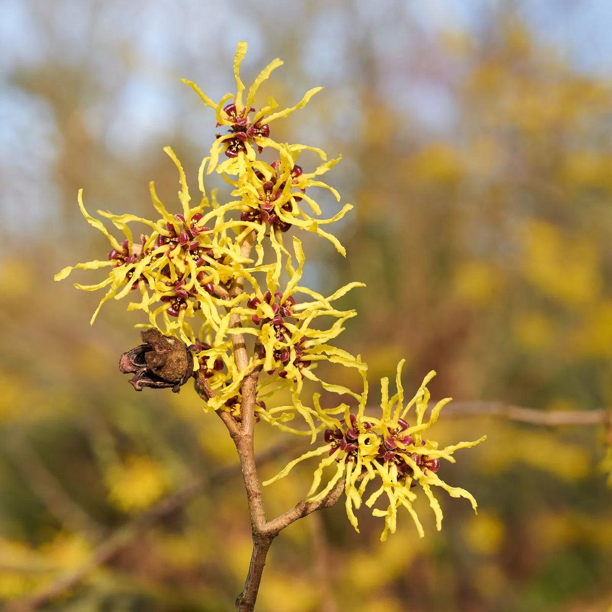 Zaubernuss Hamamelis Flower seeds for Planting - Easy to Grow, Heirloom & GMO Free Seeds for Home Garden