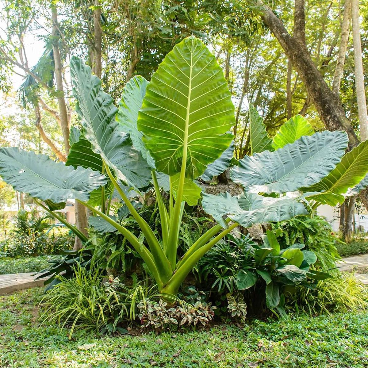 Alocasia Macrorrhiza Flower Seeds for Planting  Heirloom, Non-GMO, High Germination Garden Seeds