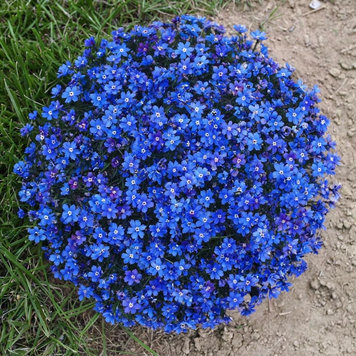 Aubrieta Blue Rock Cress Flower Seeds for Planting - Heirloom, Non-GMO, High Germination Organic Garden Seeds