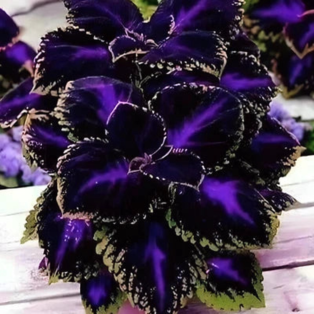 Black Purple Coleus Seeds for Planting Bold Foliage Plant Easy-to-Grow for Garden or Heirloom, Non-GMO