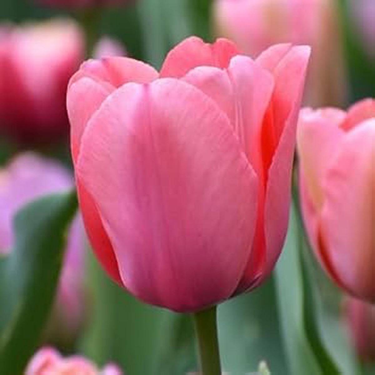Heirloom Non-GMO Tulip Flower Seeds for Planting  Vibrant Spring Garden Blooms