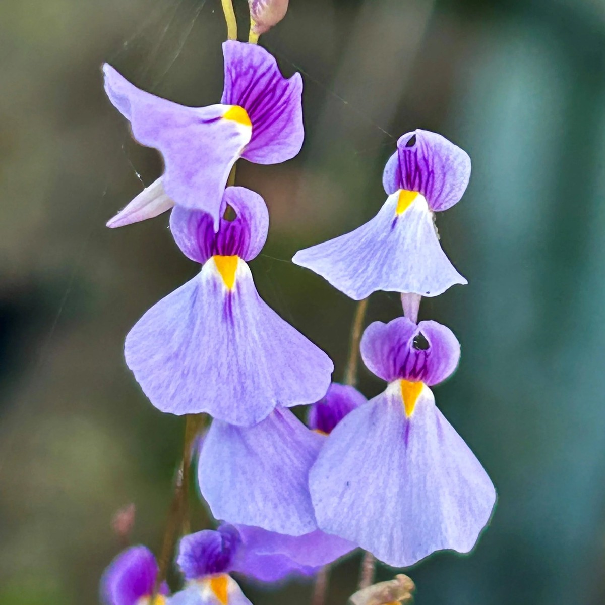 Violet Utricularia Seeds for Planting Heirloom, Non-GMO, High Germination Organic Garden Seeds