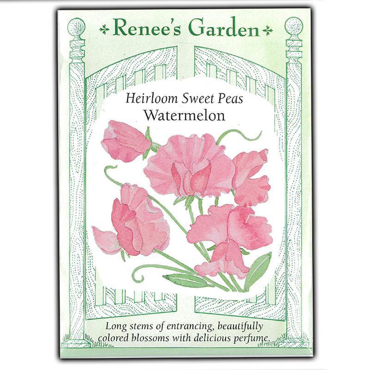 Watermelon Heirloom Sweet Pea Flower Seeds