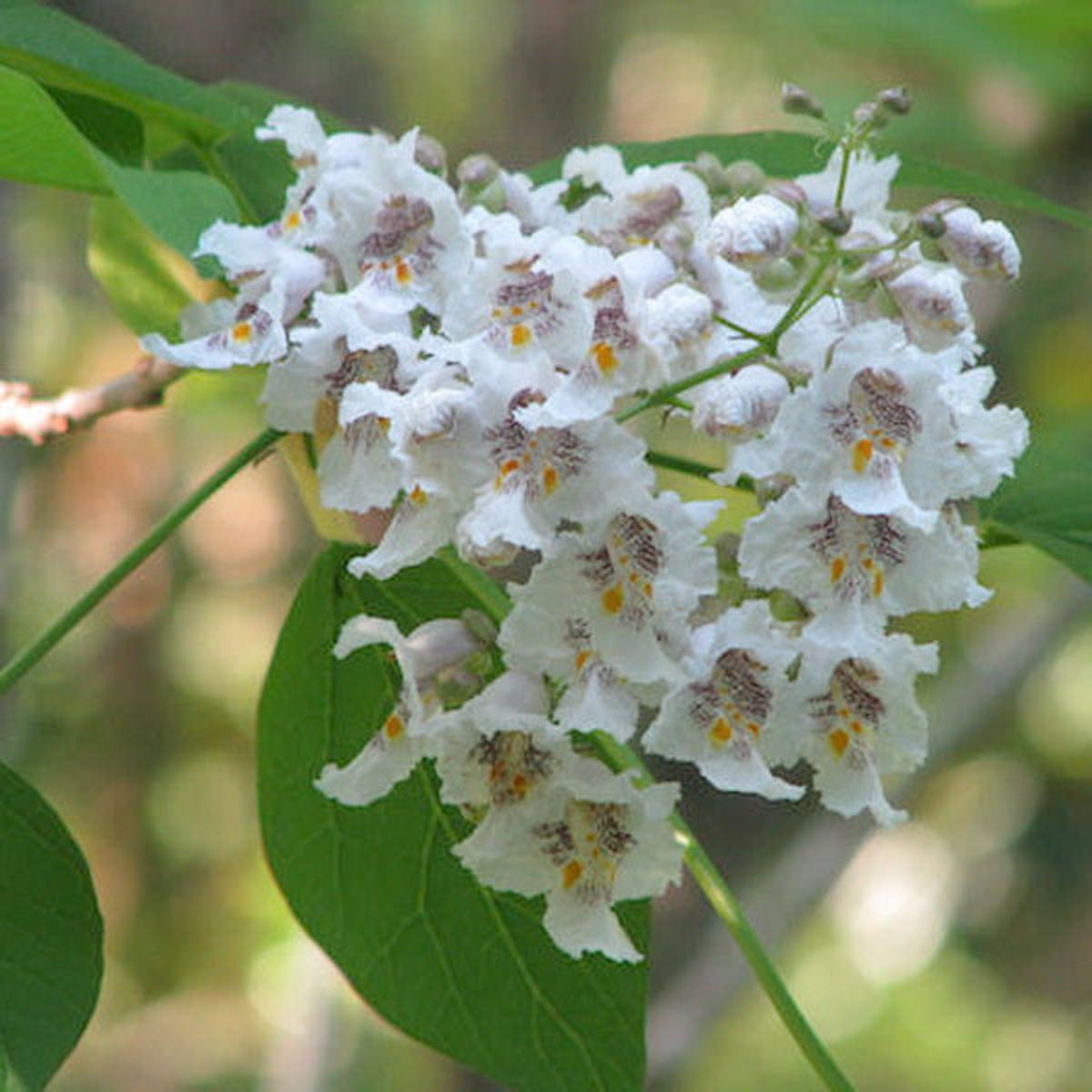 White Catalpa Flower Seeds for Planting  Heirloom, Non-GMO, High Germination Organic Garden Seeds