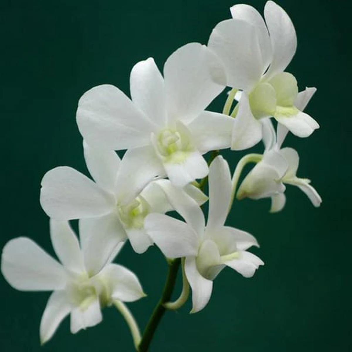 White Dendrobium Flower Seeds for Planting Heirloom Non-GMO, High Germination Organic Garden Seeds