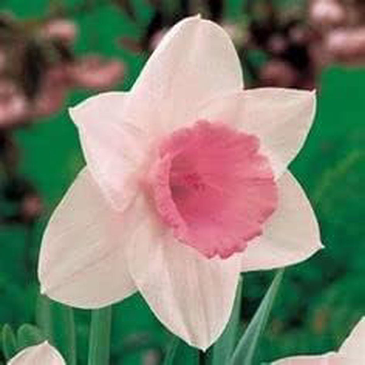 White Pink Daffodil Flower Seeds for Planting Heirloom Non-GMO, High Germination Organic Garden Seeds