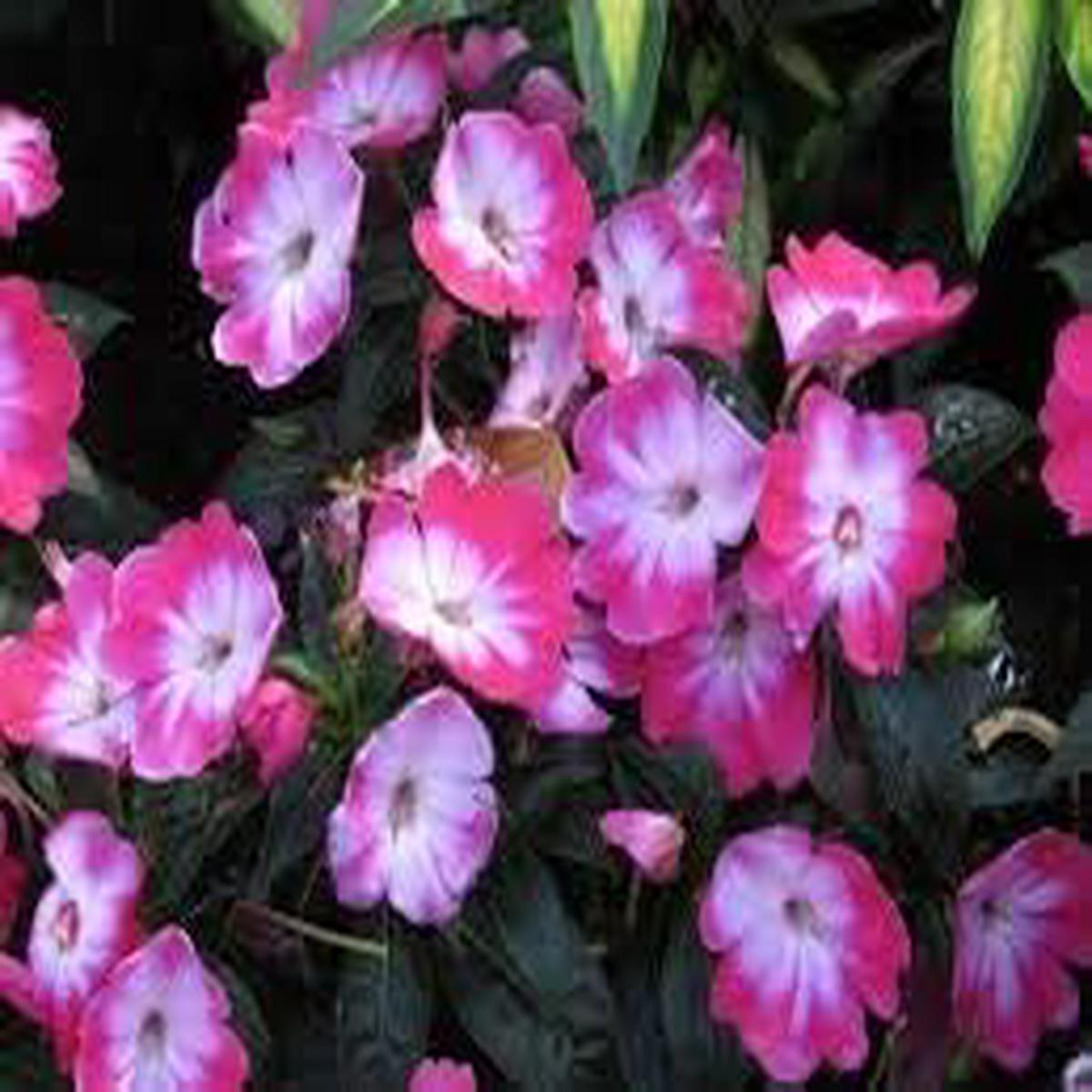White Pink Hanging Petunia Flower Seeds for Planting Heirloom, Non-GMO, Organic Garden Seeds with High Germination