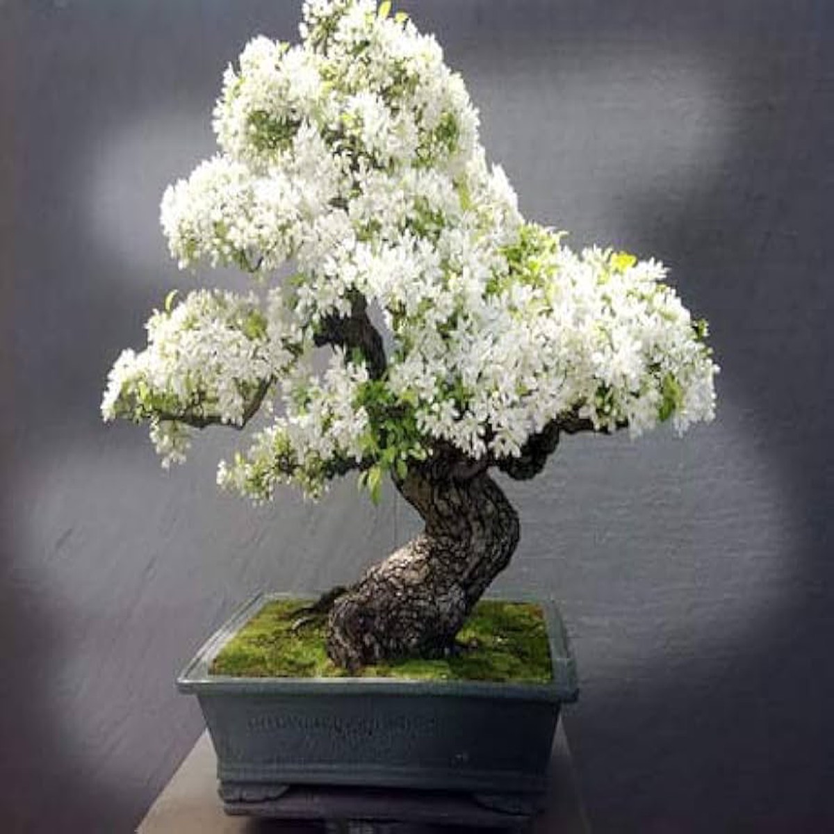 White Simsii Bonsai Flower Seeds  Heirloom Non-GMO High Germination Organic Garden Seeds for Planting