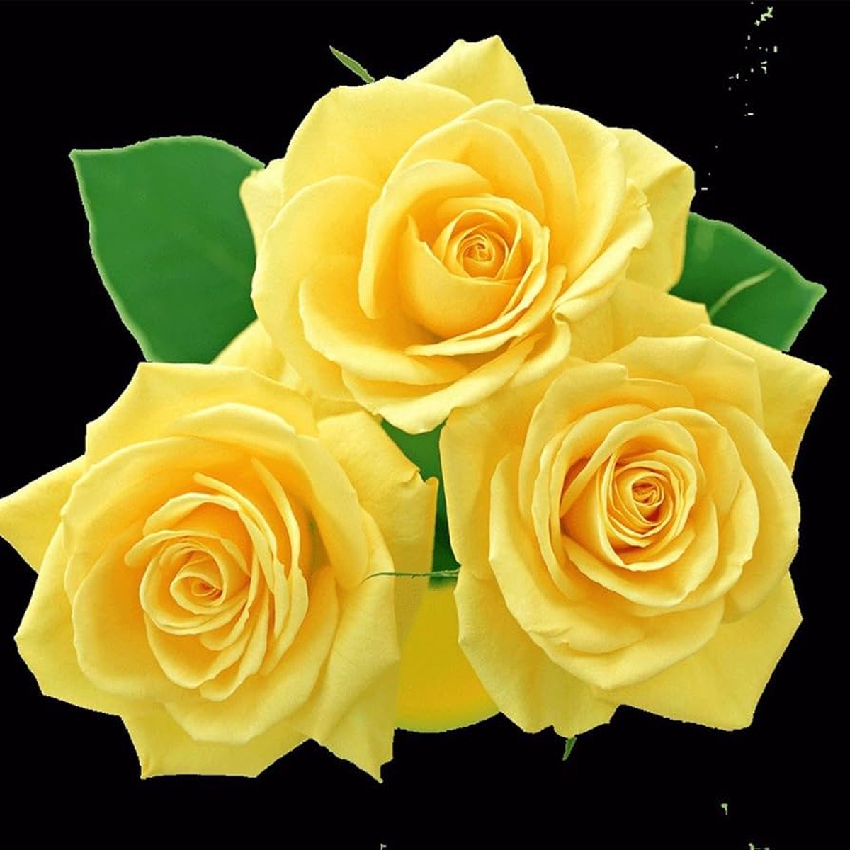 Yellow Earth Rosaceae Rose Bush Rose Flower Seeds Home Garden Planting, Premium Organic