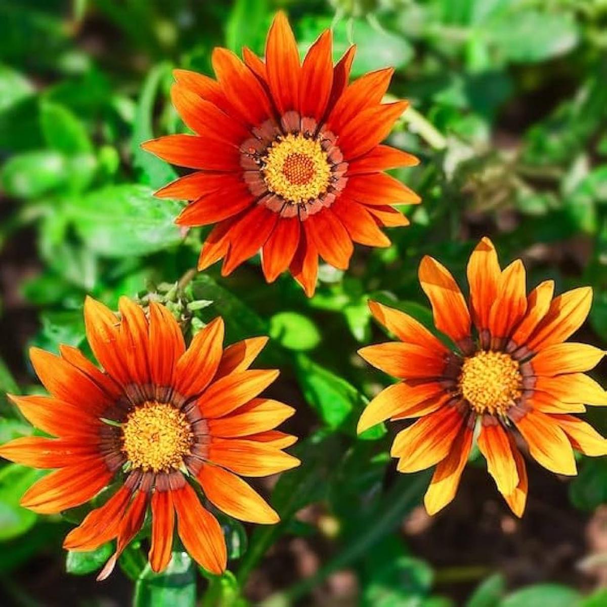 Yellow Gazania Flower Planting Home Garden And Flower Beds Flower Seeds Home Garden