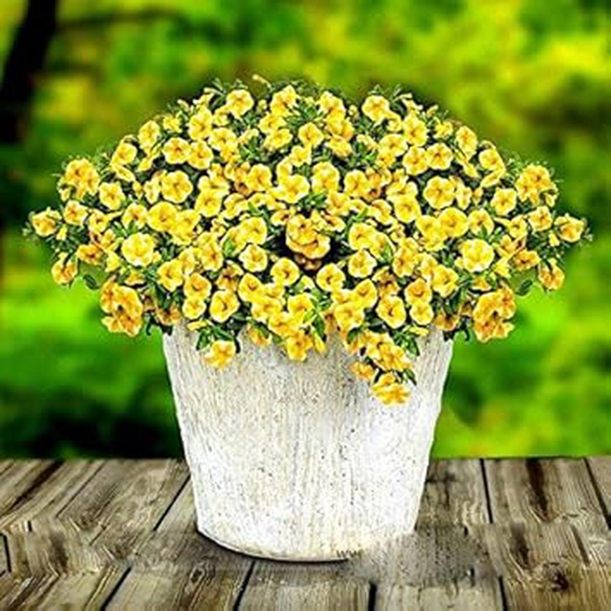 Yellow Superbells Calibrachoa Seeds for Planting Organic Heirloom Non-GMO High Germination Flower Seeds for Home Garden Hanging Baskets