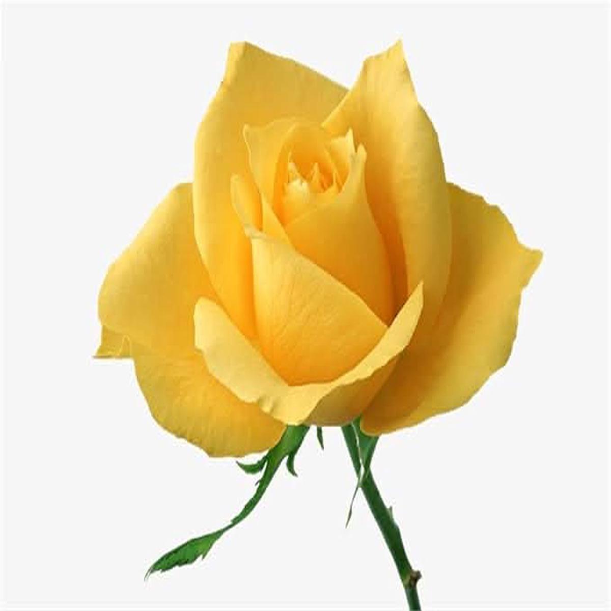 Yellow Yellow Rose Light Rose Flower Light Flower Seeds for Home Garden Planting, Colorful Organic