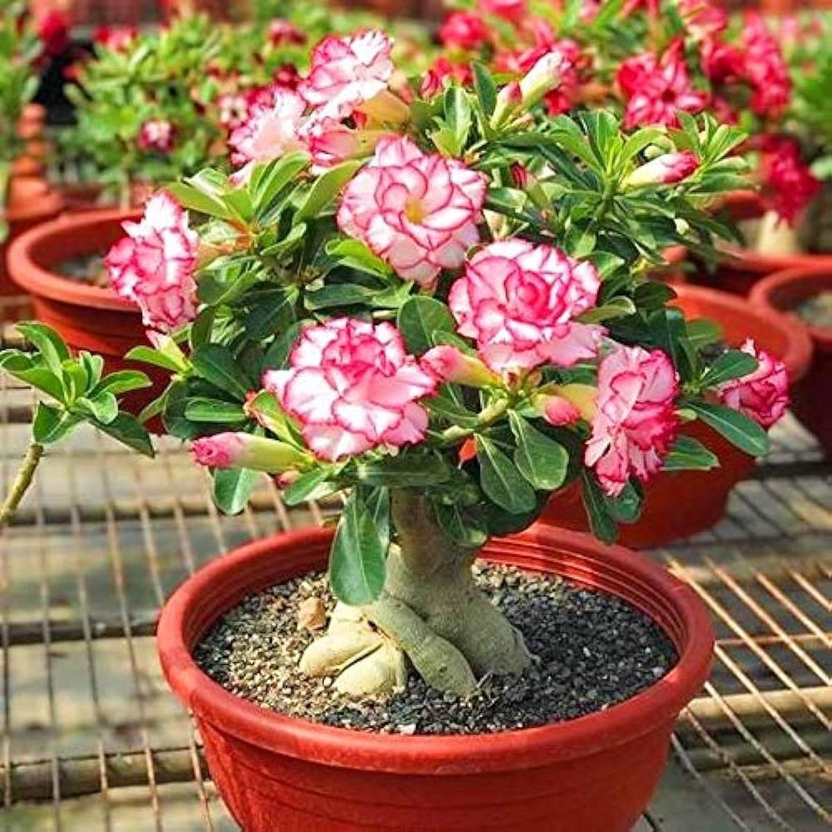 Adenium Obesum Desert Rose Adenium spp. Seeds for Planting for Flower Bed and Indoor Garden