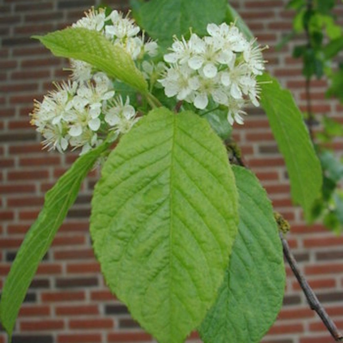 Amur Chokecherry Prunus Maackii Tree Planting Edible Fall Color Hardy Heirloom Non Gmo Edible