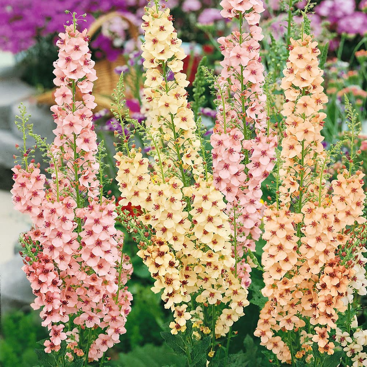 Antique Rose Verbascum Flower seeds for Planting - Cottage Garden Essential, Heirloom & GMO Free Seeds for Home Garden Sale