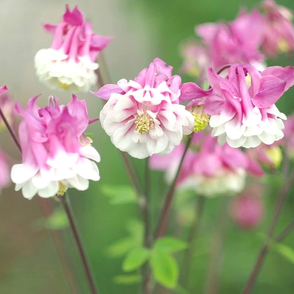Aquilegia Pink Petticoat Flower Seeds for Planting Heirloom, Non-GMO, Perennial, Pollinator-Friendly