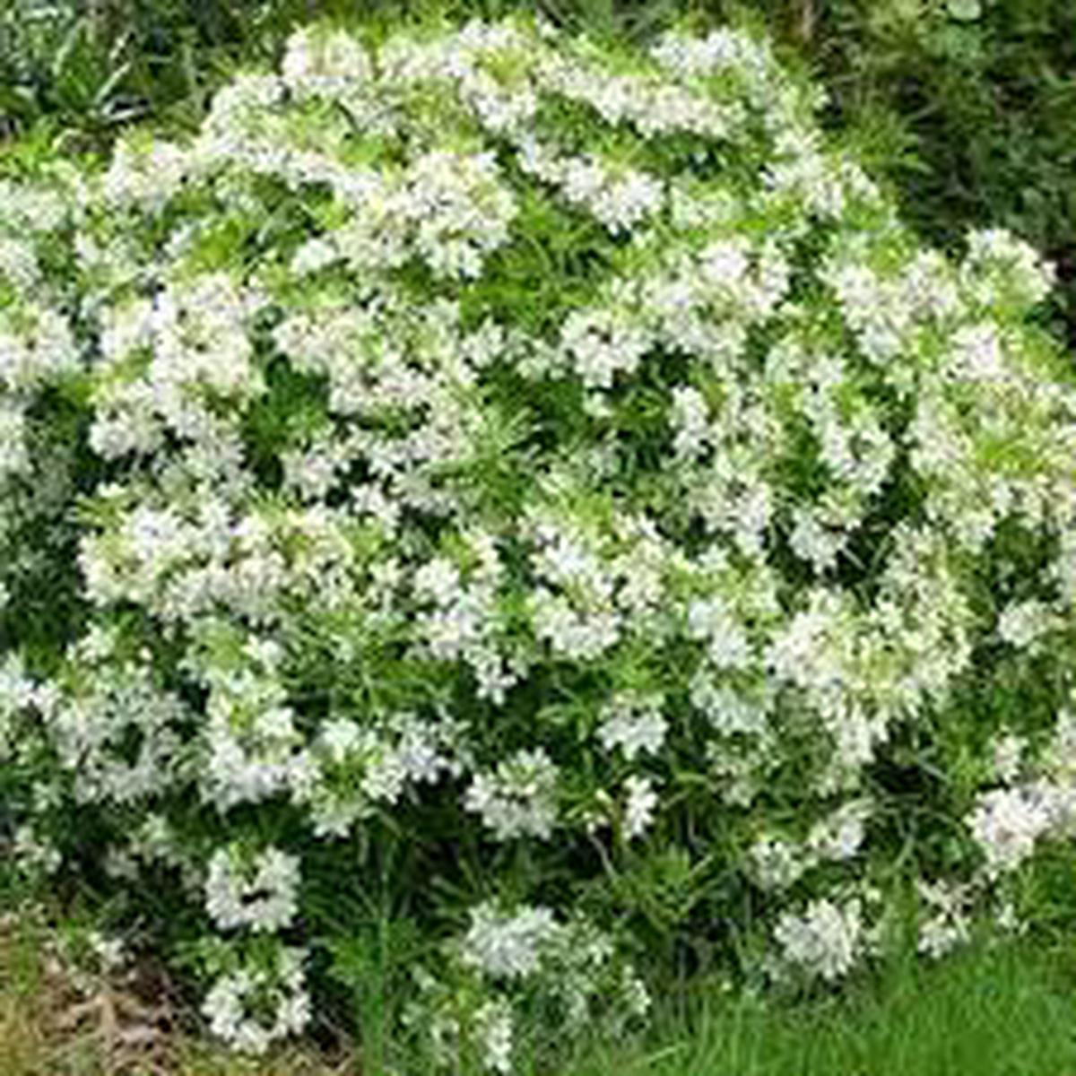 Aztec Pearl Flower Seeds for Planting  Pollinator Friendly Heirloom Non-GMO High Germination Garden Seeds