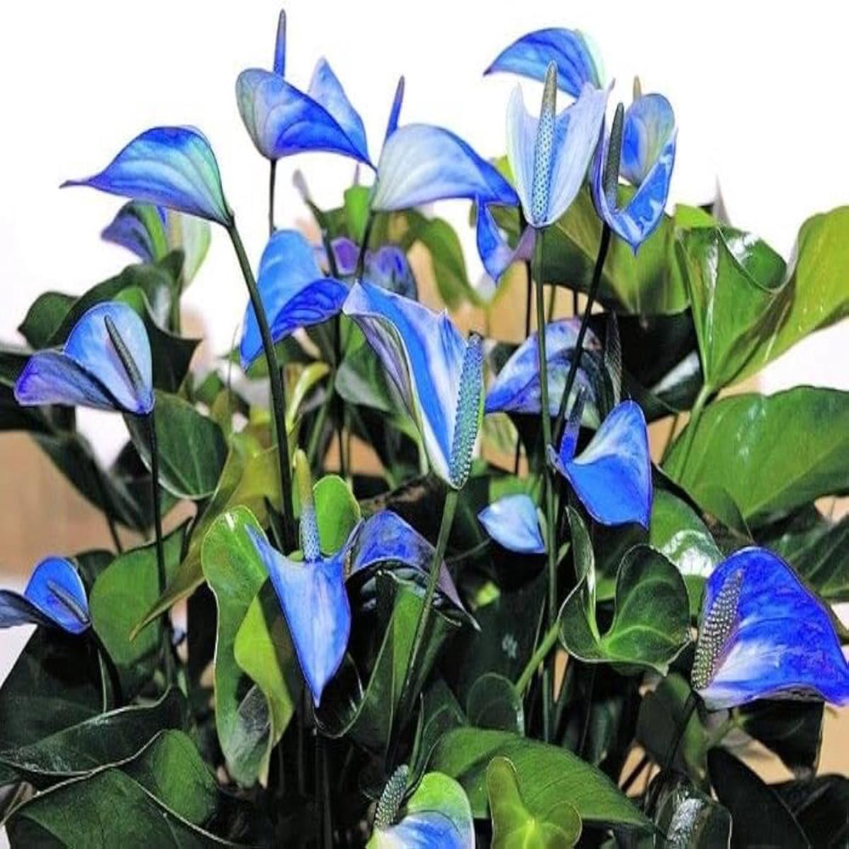 Blue Anthurium Andraeanum Flower Seeds Heirloom, Non-GMO Tropical Seeds for Planting
