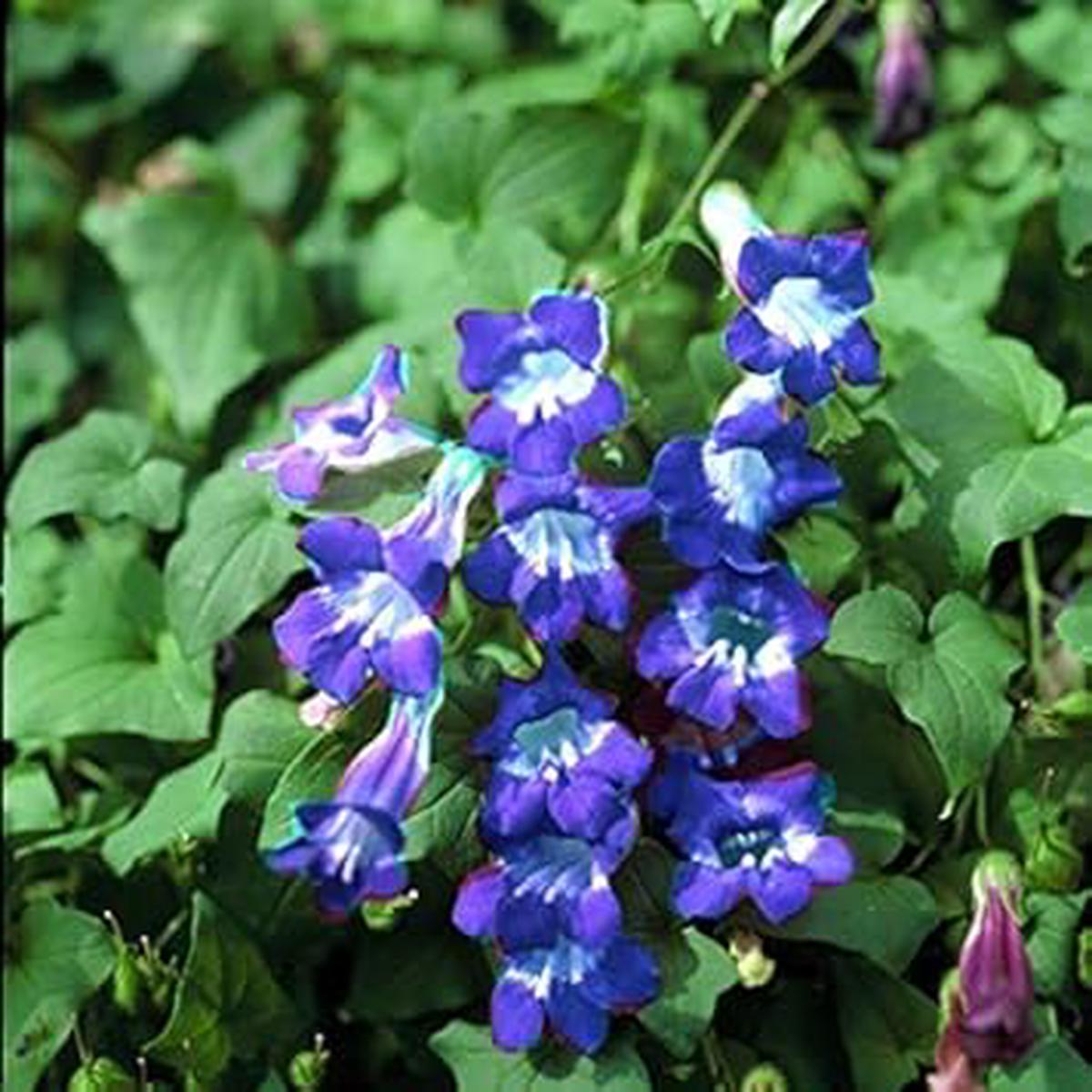 Blue Asarina Gloxina Flower seeds for Planting - Premium Quality, Heirloom & GMO Free Seeds for Home Garden