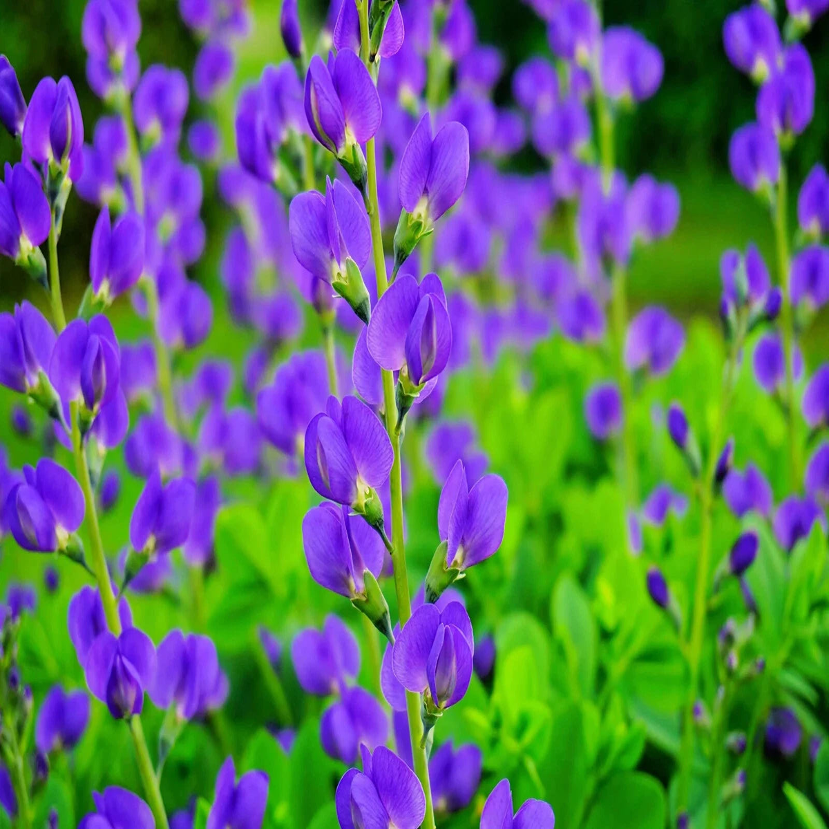 BLUE FALSE INDIGO SEEDS BAPTISIA AUSTRALIS HARDY ZONE - Beautiful Easy  Heirloom, Non-GMO, High Germination Organic Garden Seeds