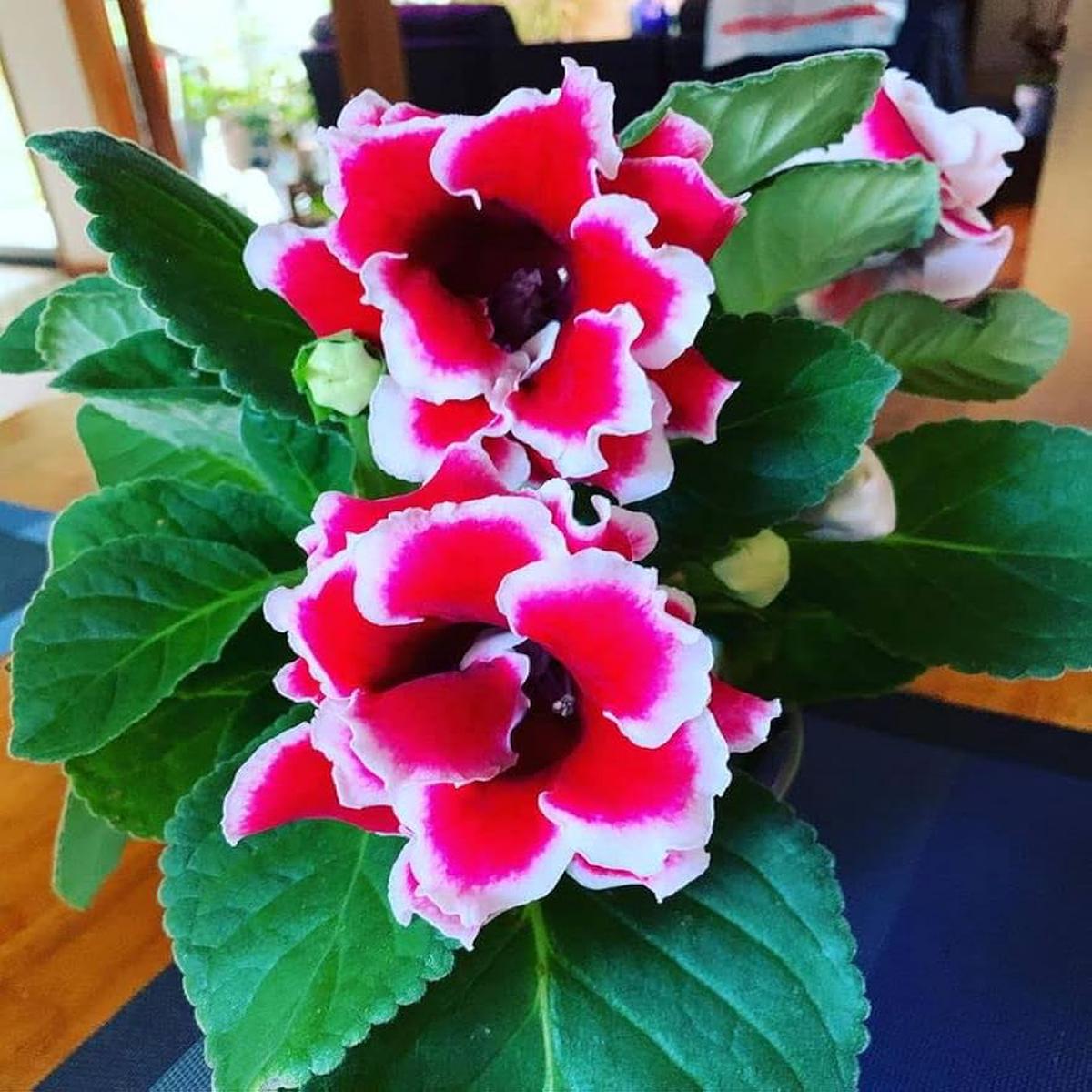 White Orange Gloxinia Flower Seeds for Planting  Heirloom Non-GMO, High Germination Organic Garden Seeds