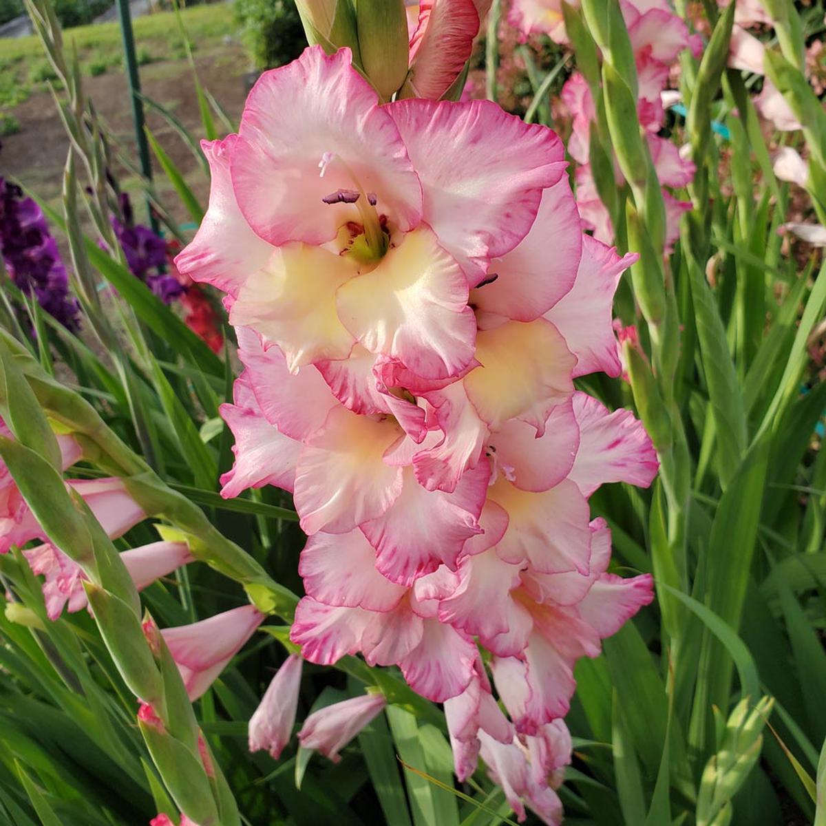 White Pink Gladiolus Flower Seeds Heirloom, Non-GMO, High Germination Organic Garden Seeds for Planting