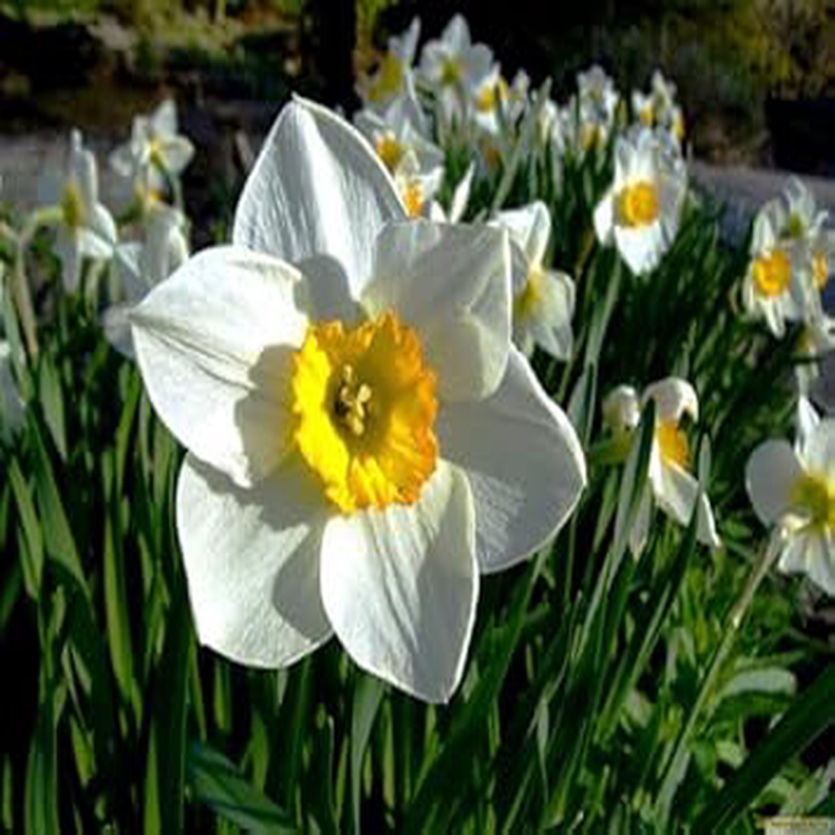 White Yellow Narcissus Flower Seeds Heirloom, Non-GMO, High Germination Organic Garden Seeds for Planting
