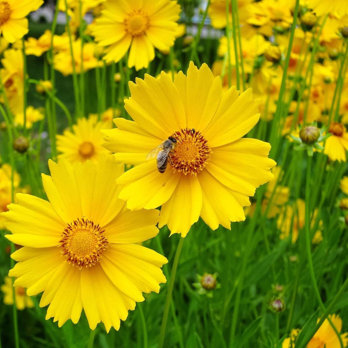 Yellow Coreopsis Lance Flower seeds for Planting Fragrant Blossoms Heirloom & GMO Free Seeds for Home Garden  Sale