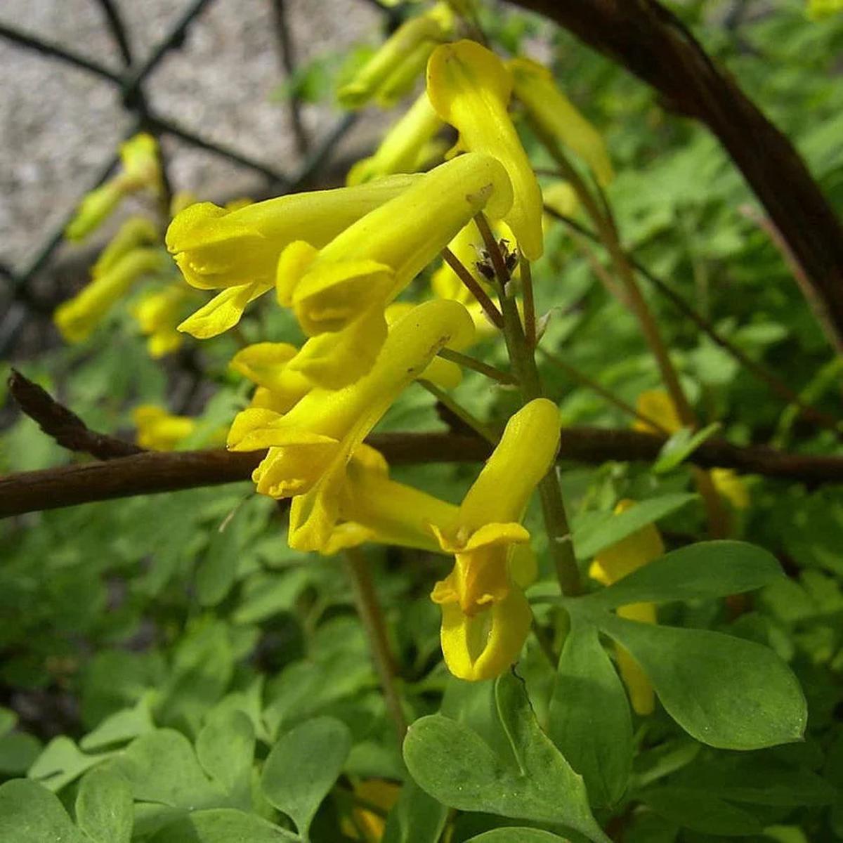 Yellow Corydalis Flower seeds for Planting Garden Favorite Heirloom & GMO Free Seeds for Home Garden   Sale