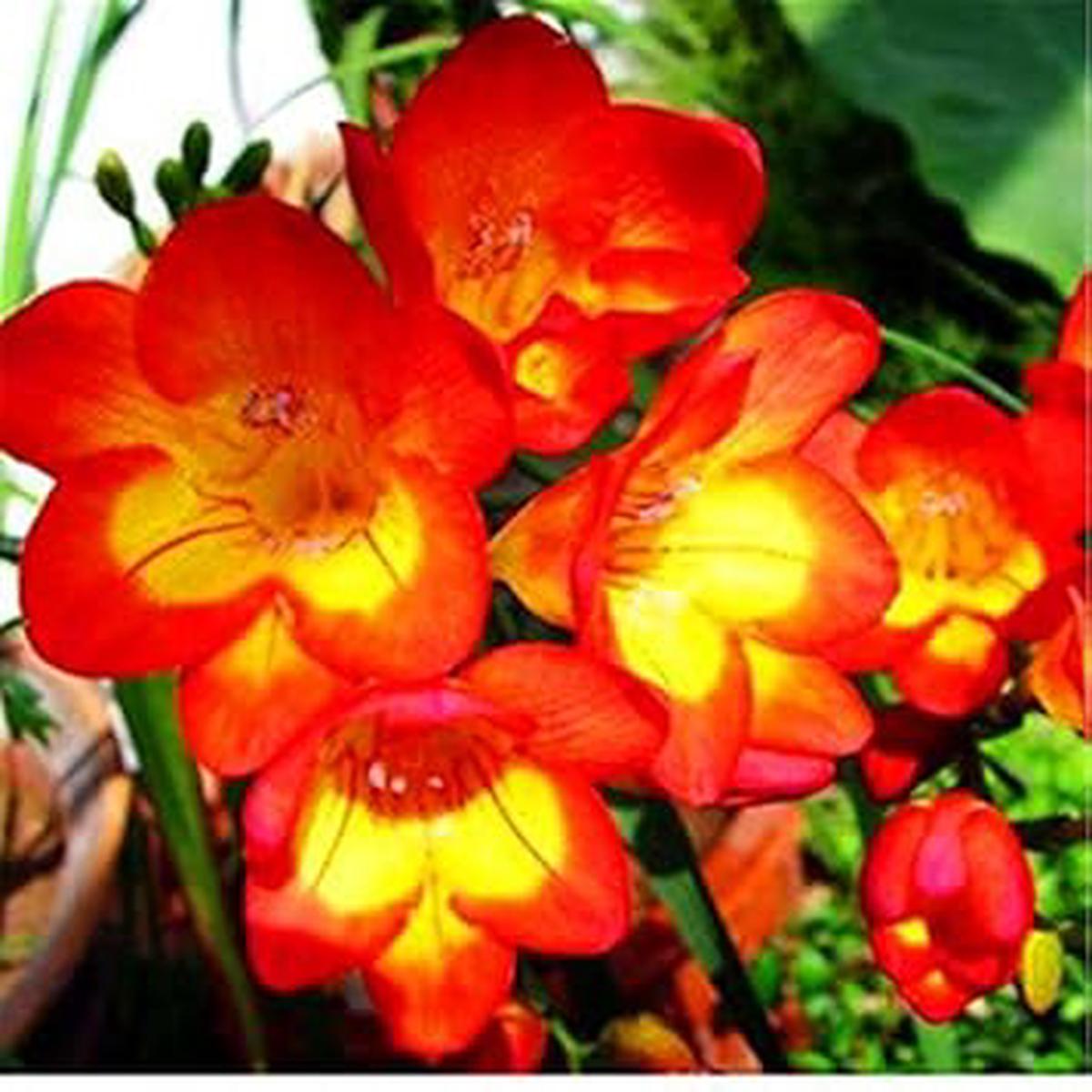 Yellow Orange Freesias Flower Seeds for Planting - Heirloom, Non-GMO, High Germination Organic Garden Seeds
