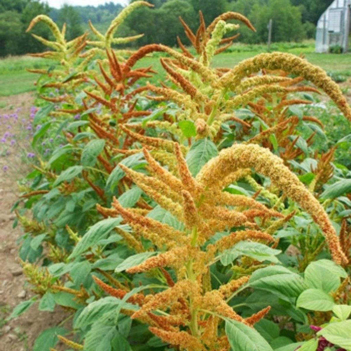 Amaranth Autumn s Touch seeds  Heirloom, Non-GMO, High Germination Organic Garden Seeds