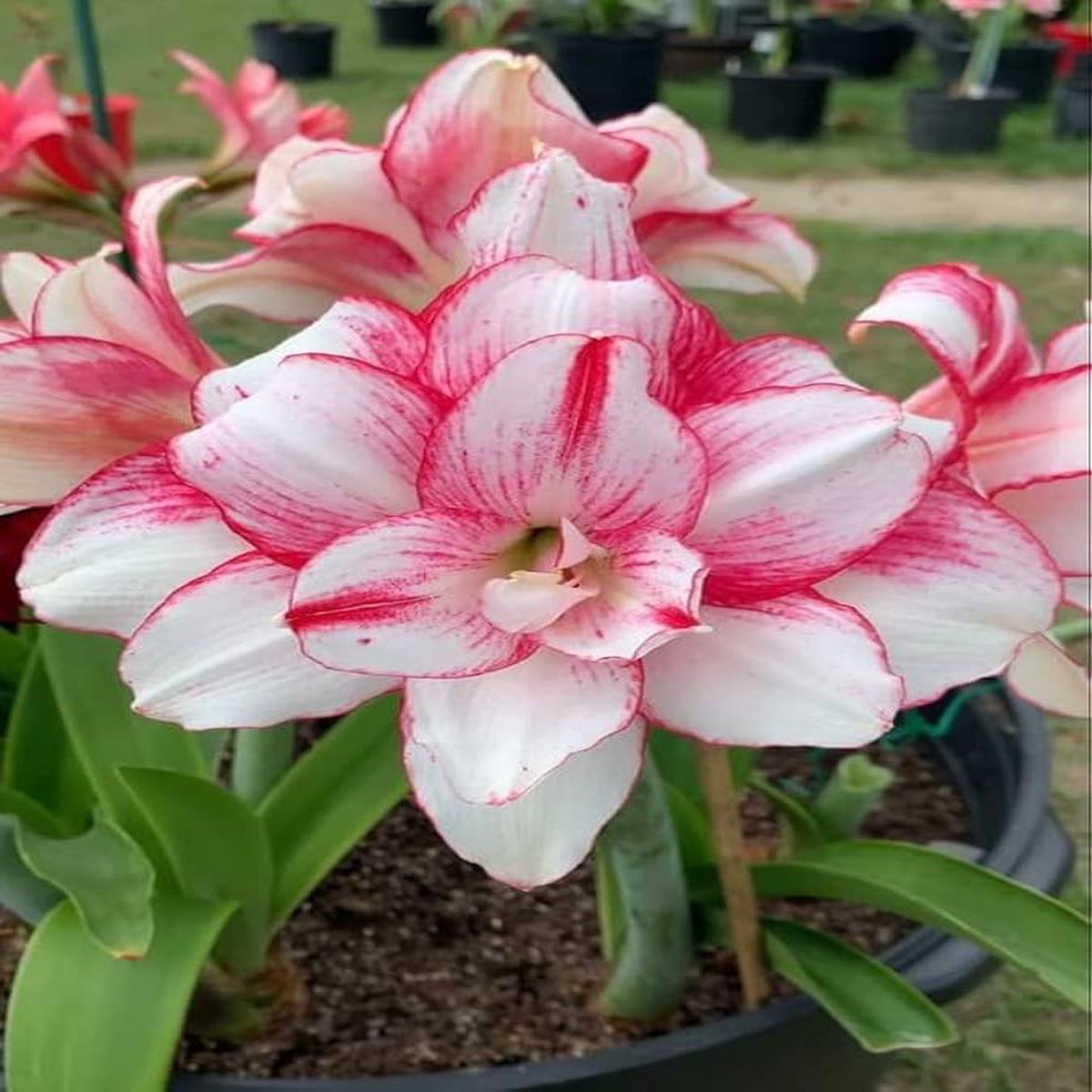 Amaryllis Bulb, Beautiful Outdoor Flowers, . Bulbs