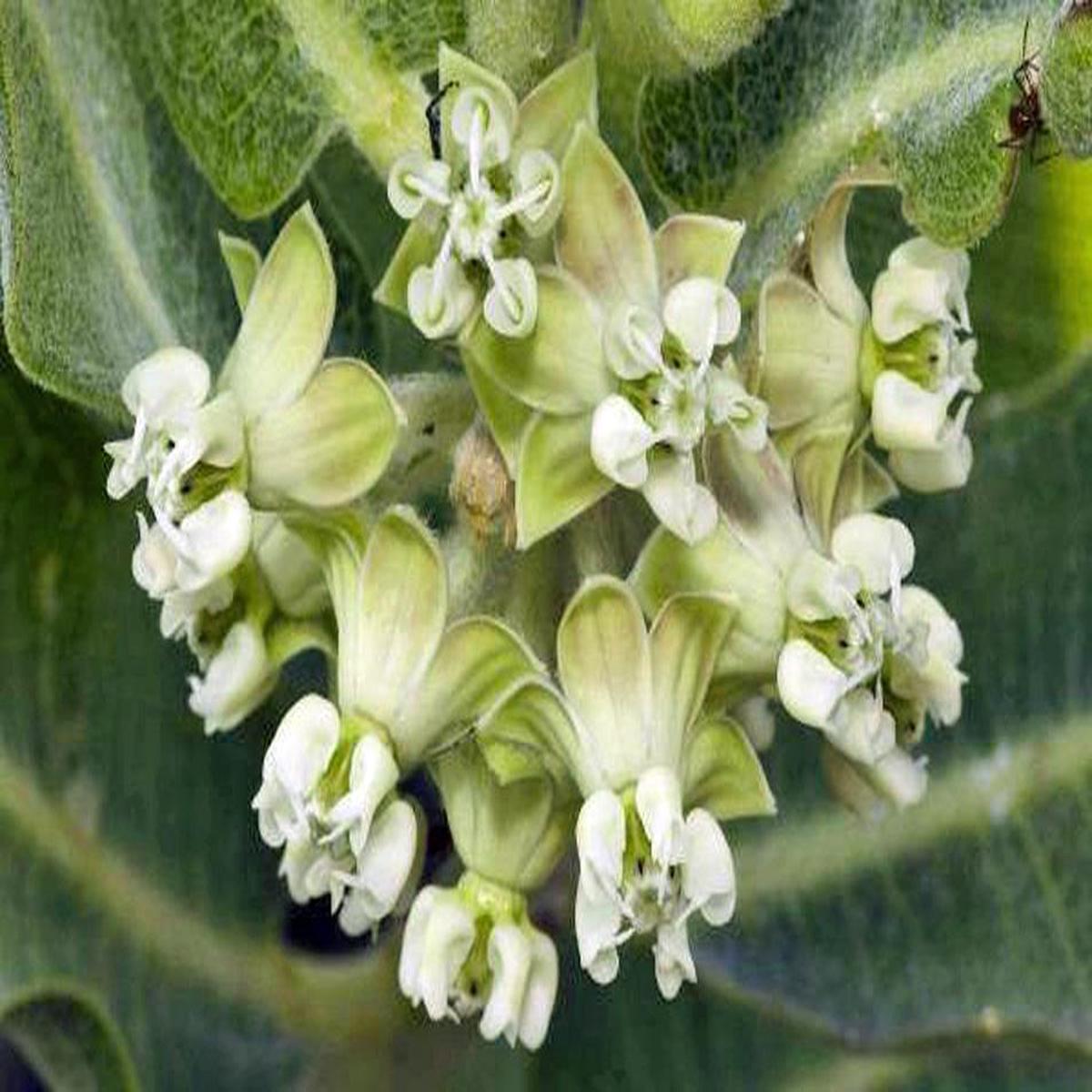 Asclepias Arenaria Flower Seeds for Planting  Vibrant Heirloom, Non-GMO, High Germination Seeds