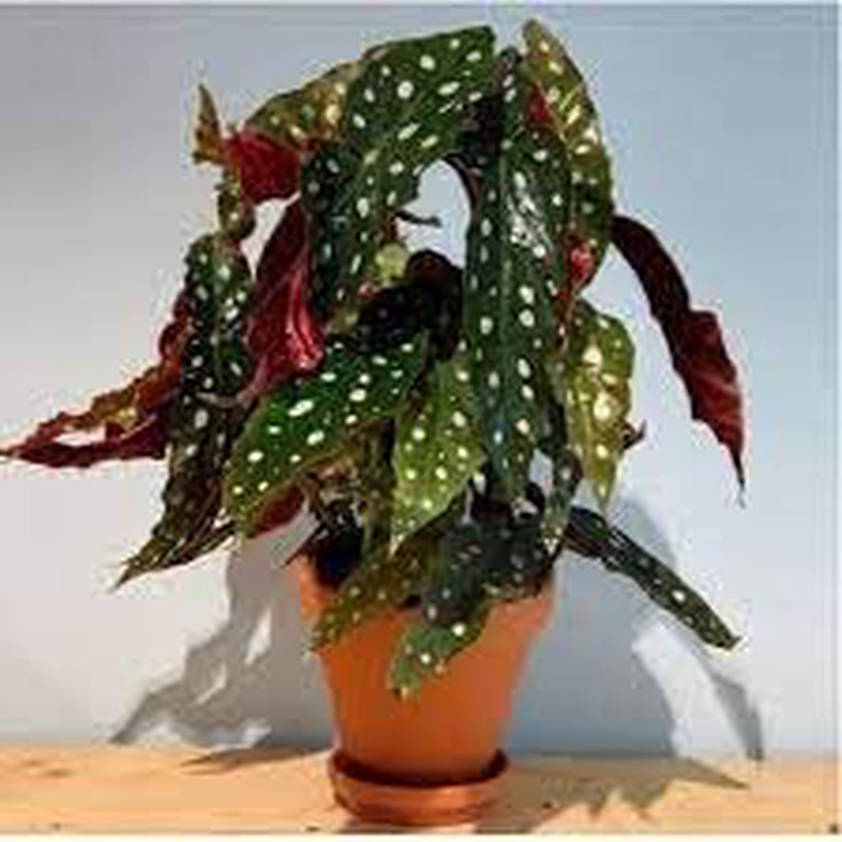 Begonia Flower seeds for Planting - Shade Tolerant, Heirloom & GMO Free Seeds for Home Garden
