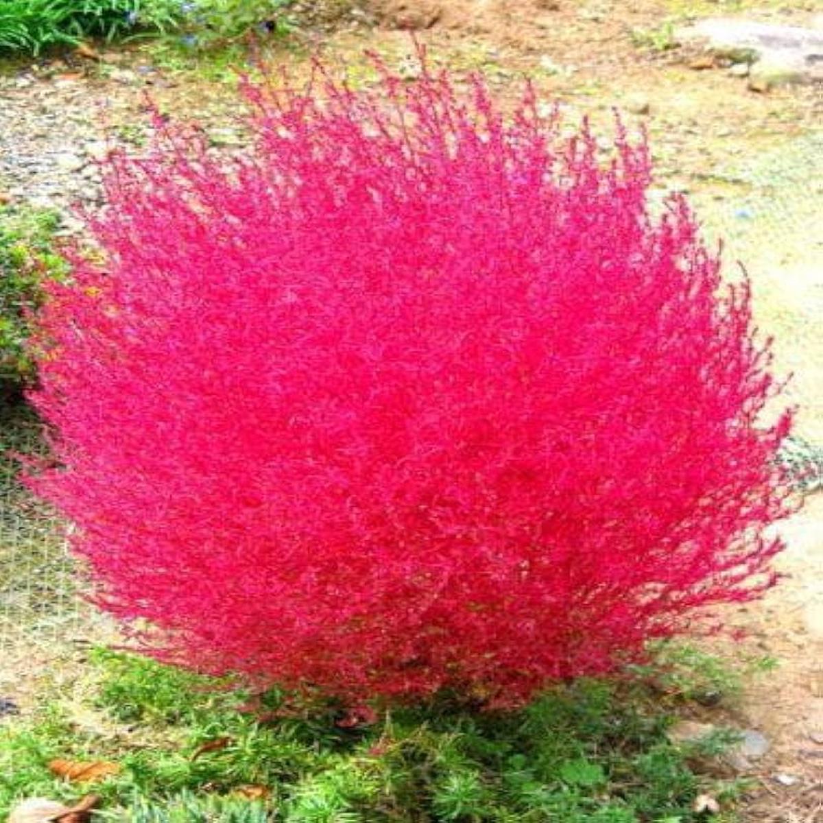 Red Burning Bush Flower Seeds for Planting  Heirloom Non-GMO, High Germination Organic Garden Seeds